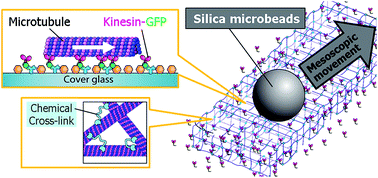 Graphical abstract: Chemically cross-linked microtubule assembly shows enhanced dynamic motions on kinesins