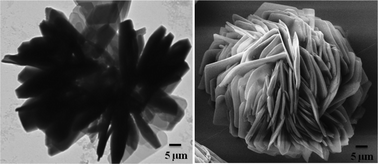 Graphical abstract: Hierarchical cystine flower based electrochemical genosensor for detection of Escherichia coli O157:H7