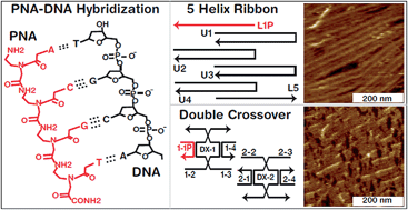 Graphical abstract: Fabrication and characterization of PNA–DNA hybrid nanostructures