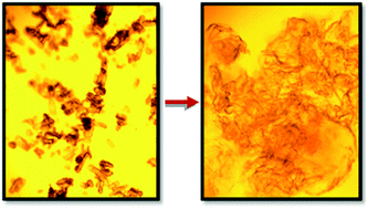 Graphical abstract: Impact of non-solvents on the structural features and enzymatic digestibility of cellulose regenerated from an ionic liquid