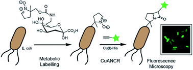 Graphical abstract: Copper-catalysed cycloaddition reactions of nitrones and alkynes for bioorthogonal labelling of living cells
