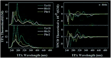 Graphical abstract: Theoretical study of two-photon circular dichroism on molecular structures simulating aromatic amino acid residues in proteins with secondary structures