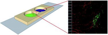 Graphical abstract: Engineering a functional neuro-muscular junction model in a chip