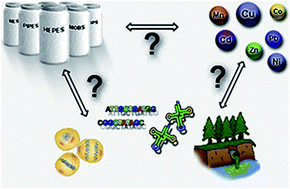Graphical abstract: (Un)suitability of the use of pH buffers in biological, biochemical and environmental studies and their interaction with metal ions – a review