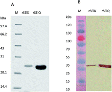Graphical abstract: Superantigenicity analysis of staphylococcal enterotoxins SElK and SElQ in a mouse model