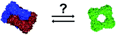 Graphical abstract: Catenane versus ring: do both assemblies of CS2 hydrolase exhibit the same stability and catalytic activity?