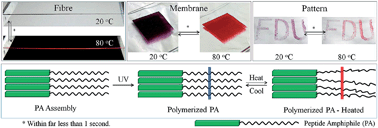 Graphical abstract: Ultrafast and reversible thermochromism of a conjugated polymer material based on the assembly of peptide amphiphiles