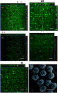 Graphical abstract: Degenerate crystals from colloidal dimers under confinement