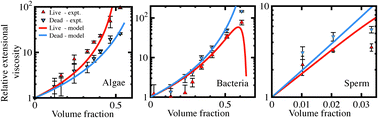 Graphical abstract: Motility induced changes in viscosity of suspensions of swimming microbes in extensional flows