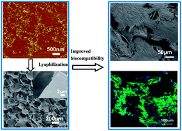 Graphical abstract: Nanoscale control of silks for nanofibrous scaffold formation with an improved porous structure