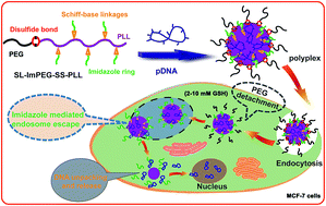 Graphical abstract: Reversible PEGylation and Schiff-base linked imidazole modification of polylysine for high-performance gene delivery