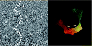 Graphical abstract: Evaluation of form birefringence in chiral nematic mesoporous materials
