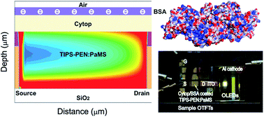 Graphical abstract: Improved output characteristics of organic thin film transistors by using an insulator/protein overlayer and their applications