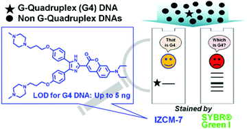 Graphical abstract: Development of a highly sensitive fluorescent light-up probe for G-quadruplexes