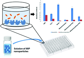 Graphical abstract: Does size matter? Study of performance of pseudo-ELISAs based on molecularly imprinted polymer nanoparticles prepared for analytes of different sizes
