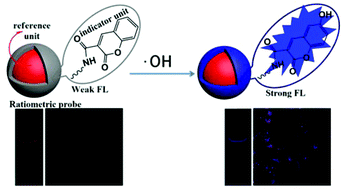 Graphical abstract: Dual-emissive fluorescence measurements of hydroxyl radicals using a coumarin-activated silica nanohybrid probe