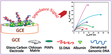 Graphical abstract: Genosensor based on a nanostructured, platinum-modified glassy carbon electrode for Listeria detection