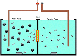 Graphical abstract: Electromembrane extraction of heavy metal cations from aqueous media based on flat membrane: method transfer from hollow fiber to flat membrane