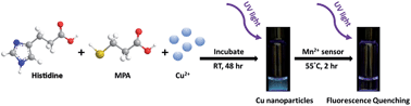Graphical abstract: One-step synthesis of water-soluble fluorescent copper nanoparticles for label-free detection of manganese ions