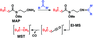 Graphical abstract: Isotopically coded N-methoxy amide reagents for GC-MS profiling of carbonyl compounds via mass spectral tag generation