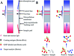Graphical abstract: Development of an immunochromatographic strip for the semi-quantitative and quantitative detection of biotin in milk and milk products