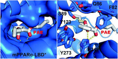 Graphical abstract: Characterization of the binding between phthalate esters and mouse PPARα for the development of a fluorescence polarization-based competitive binding assay