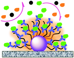 Graphical abstract: Facile fabrication of microsphere-polymer brush hierarchically three-dimensional (3D) substrates for immunoassays