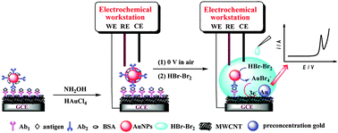Graphical abstract: Ultrasensitive electrochemical immunoassay of proteins based on in situ duple amplification of gold nanoparticle biolabel signals