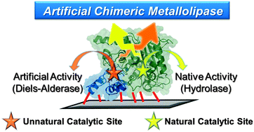Graphical abstract: Synthesis of a heterogeneous artificial metallolipase with chimeric catalytic activity