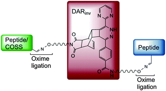 Graphical abstract: Combination of inverse electron-demand Diels–Alder reaction with highly efficient oxime ligation expands the toolbox of site-selective peptide conjugations