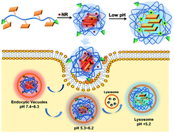 Graphical abstract: Synthesis of self-reporting polymeric nanoparticles for in situ monitoring of endocytic microenvironmental pH