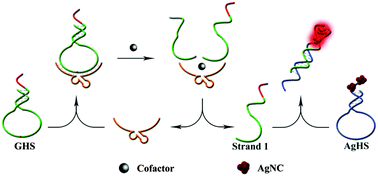 Graphical abstract: Ag nanocluster-based label-free catalytic and molecular beacons for amplified biosensing