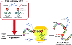 Graphical abstract: Two site genetic incorporation of varying length polyethylene glycol into the backbone of one peptide