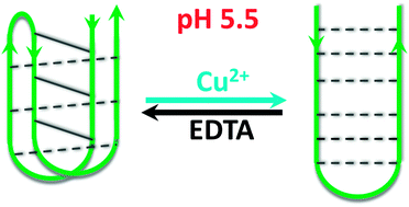 Graphical abstract: Reversible DNA i-motif to hairpin switching induced by copper(ii) cations