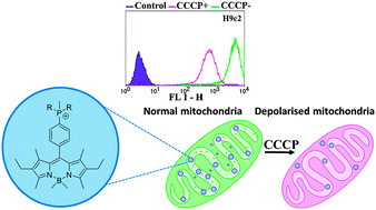 Graphical abstract: Structurally optimised BODIPY derivatives for imaging of mitochondrial dysfunction in cancer and heart cells