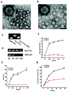 Graphical abstract: Acidic pH-induced charge-reversal nanoparticles for accelerated endosomal escape and enhanced microRNA modulation in cancer cells