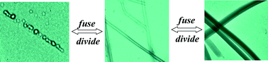 Graphical abstract: Vesicle–tube–ribbon evolution via spontaneous fusion in a self-correcting supramolecular tissue