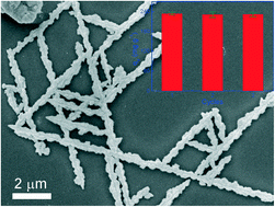 Graphical abstract: Hundreds of milligrams of Cr(vi) adsorbed on each gram of Cu2O@Cu fractal structures: kinetics, equilibrium, and thermodynamics