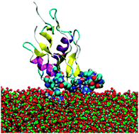 Graphical abstract: How does an amorphous surface influence molecular binding? – ovocleidin-17 and amorphous calcium carbonate