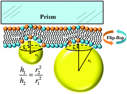 Graphical abstract: Molecular interactions between gold nanoparticles and model cell membranes
