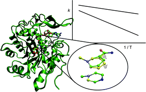 Graphical abstract: Nuclear quantum tunnelling in enzymatic reactions – an enzymologist's perspective