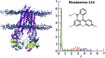 Graphical abstract: Do adsorbed drugs onto P-glycoprotein influence its efflux capability?