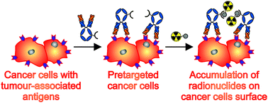 Graphical abstract: New insights into the pretargeting approach to image and treat tumours