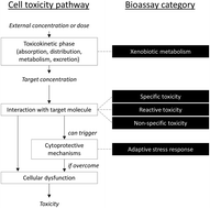 Graphical abstract: Bioanalytical tools: half a century of application for potable reuse