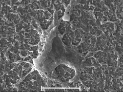 Graphical abstract: Bacterial production of transparent exopolymer particles during static and laboratory-based cross-flow experiments
