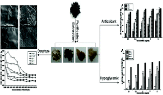 Graphical abstract: Characterization of polysaccharide fractions in mulberry fruit and assessment of their antioxidant and hypoglycemic activities in vitro