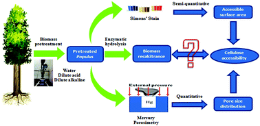 Graphical abstract: Insights into the effect of dilute acid, hot water or alkaline pretreatment on the cellulose accessible surface area and the overall porosity of Populus