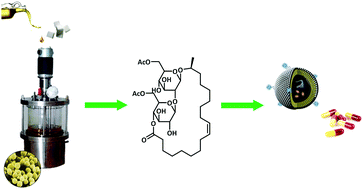 Graphical abstract: Chemical and enzymatic modification of sophorolipids