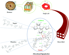 Graphical abstract: Directional liquefaction coupling fractionation of lignocellulosic biomass for platform chemicals