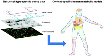 Graphical abstract: Reconstruction of genome-scale human metabolic models using omics data